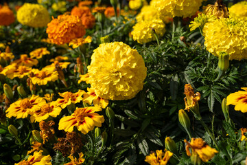 Yellow tagetes flowers with green leaves