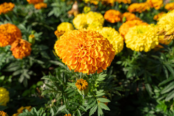 Orange and yellow tagetes flowers with green leaves