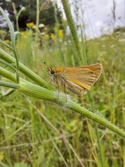 Butterfly on grass