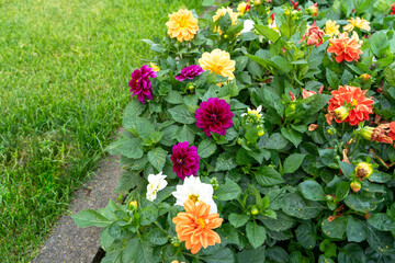 Colorful flowers in the park