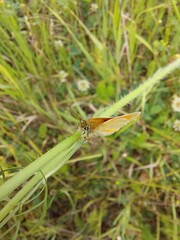 Butterfly on grass