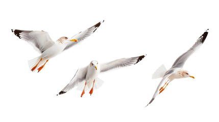 Obraz premium Three Seagulls Soaring in the Blue Sky