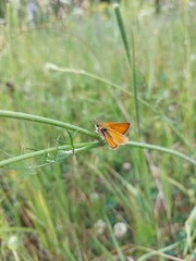 Butterfly on grass