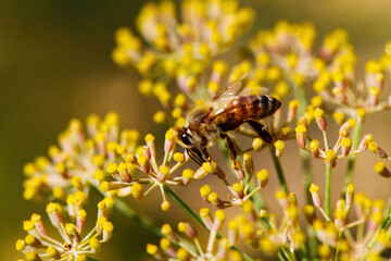 Closeup Of Bee On Yellow Flowers With Green Stalks