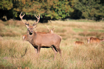 Red Deer in the Cheshire Countryside