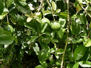 round Avocado fruits hanging on tree, persea americana in marie galante, antillean fruit trees and caribbean garden detail