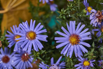 The aster perennial in the morning after the first frost in the garden. Astra (lat. Aster) is a genus of herbaceous plants of the Asteraceae family (Asteraceae). November 3, 2024.