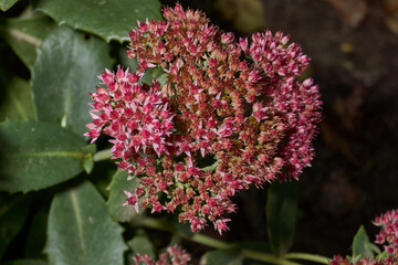 Stonecrop prominent, a close-up of a flowering inflorescence in the morning after the first frost in the garden. Stonecrop prominent is a perennial herbaceous plant, succulent.