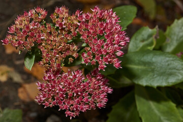 Stonecrop prominent, a close-up of a flowering inflorescence in the morning after the first frost in the garden. Stonecrop prominent is a perennial herbaceous plant, succulent.