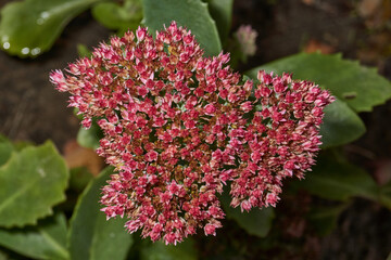 Fototapeta premium Stonecrop prominent, a close-up of a flowering inflorescence in the morning after the first frost in the garden. Stonecrop prominent is a perennial herbaceous plant, succulent.