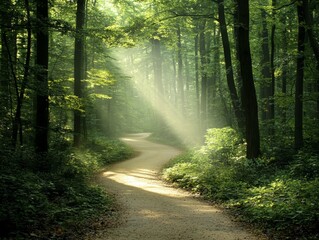 Fototapeta premium Serene Forest Path Illuminated by Sunlight Peaceful Nature Trail among Trees Tranquil Woodland Landscape for Calming Designs