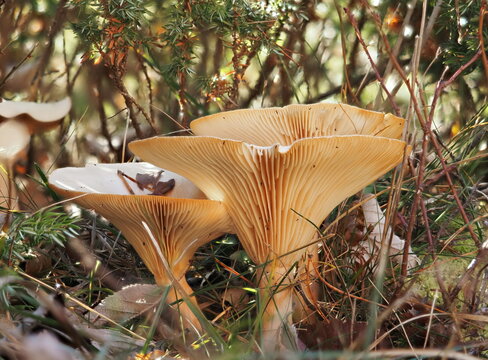champignons et stries vues de dessous