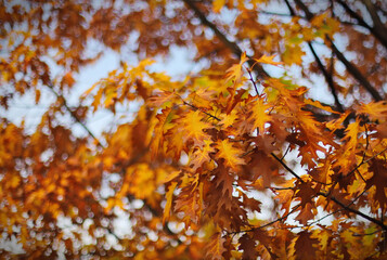 Autumn leaves on the tree