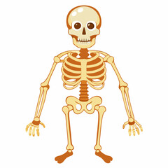 Skeleton Bones on White Background