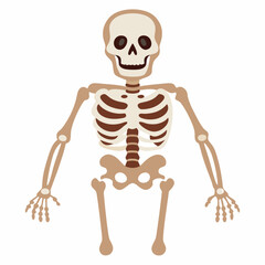 Skeleton Bones on White Background
