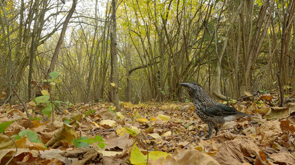 Northern or spotted nutcracker bird in autumn forest, Nucifraga caryocatactes