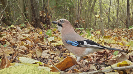 Eurasian jay bird in the autumn forest, Garrulus glandarius