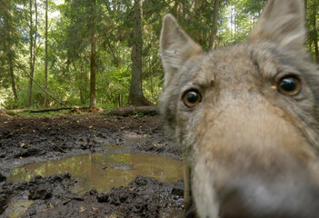 Wolf wild animal looking at camera close-up, Canis lupus