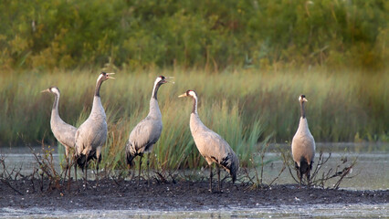 Common or eurasian crane bird, flock of birds in the marsh at sunrise