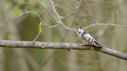 Lesser spotted woodpecker bird in the autumn forest, Dryobates minor