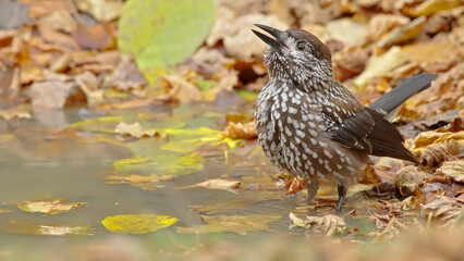 Northern or spotted nutcracker bird in autumn forest, Nucifraga caryocatactes