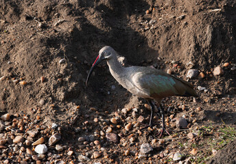 Portrait of a Hadada ibis at Masai Mara, Kenya