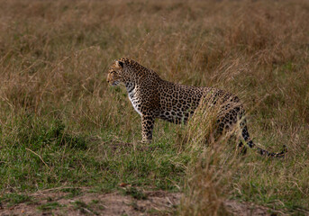 Obraz premium Closeup of a Leopard in savannah grassland, Masai Mara, Kenya