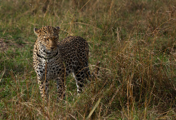 Portrait of a leopard taken while walking in the grasses, Masai Mara.