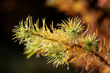 A branch of Japanese larch with dewdrops.