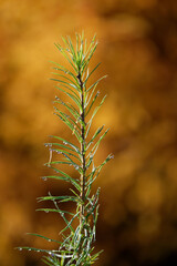 A branch of Japanese larch with dewdrops.