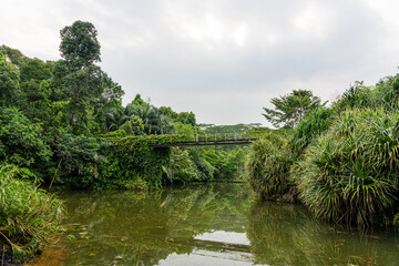 Obraz premium Keppel Discovery Wetlands in Singapore Botanic Garden, with elevated metal walkway bridge across Lake, lush trees surround.