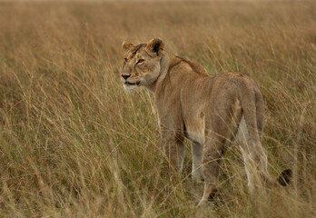 A closeup of a lioness in the grassland of Masai Mara, Kenya