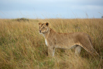 A portrait of a lioness in the grassland of Masai Mara, Kenya
