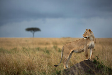 A subadult lioness observing the surrounding from the top of a mound, Masai Mara, Kenya