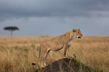 A subadult lioness on a mound at Masai Mara, Kenya