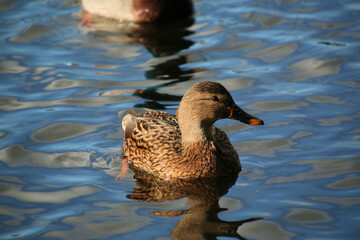 duck on the water