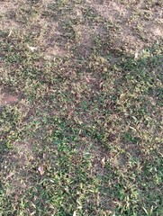 ground with grass,park