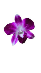 Purple orchid on white background.  clipping path.