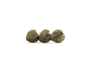 Fresh cockles on white background