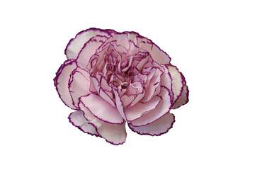 Flowers on the white background