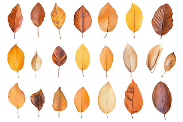 Obraz premium Autumn leaves falling isolated on transparent or white background,PNG