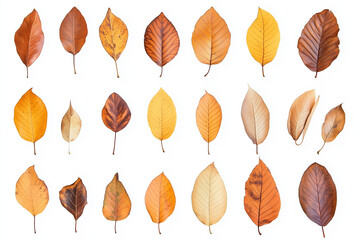 Autumn leaves falling isolated on transparent or white background,PNG