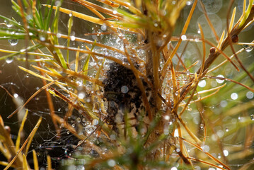 Spider's nest