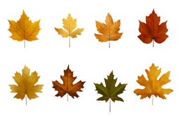 Autumn leaves falling isolated on transparent or white background,PNG