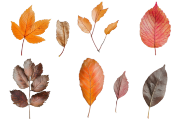 Autumn leaves falling isolated on transparent or white background,PNG