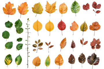 Autumn leaves falling isolated on transparent or white background,PNG