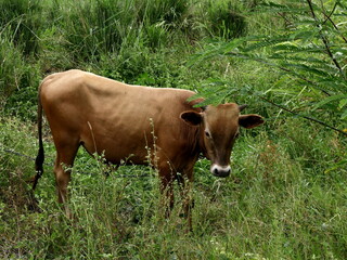 Fototapeta premium Young creole cow in the nature, outdoor creole cattle livestock. Tropical breed of cattle in Guadeloupe. side portrait