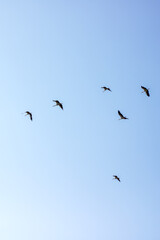 Fototapeta premium A beautiful flock of birds is gracefully flying in a bright blue sky