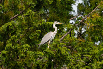 This is a beautiful image of a great blue heron perched in the branches of a tree. The vibrant green color of the foliage is all around him as this aquatic bird looks for food.