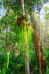 
Tropical rainforest in Daintree River National Park in Queensland, Australia. 
